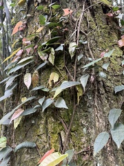 Ficus sarmentosa nipponica