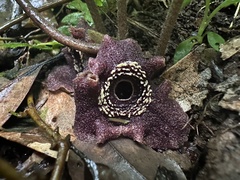 Asarum
