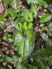 Asarum