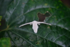 Penicillifera apicalis