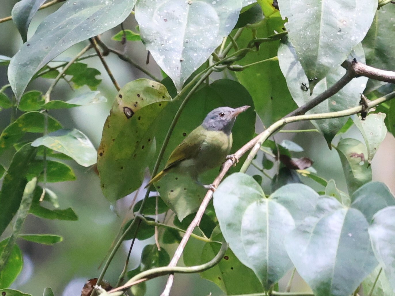 Grey-headed Sunbird illustration