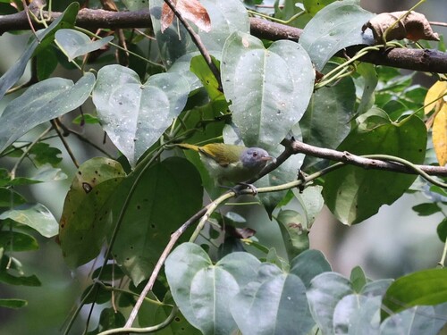 Grey-headed Sunbird (Deleornis axillaris), photo 5