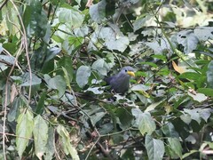 Ceuthmochares aereus