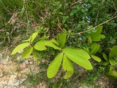 Millettia pachycarpa