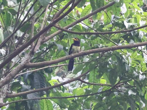 Eastern Yellow-billed Barbet (Trachylaemus purpuratus), photo 4