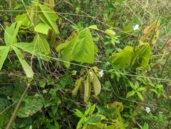 Millettia pachycarpa