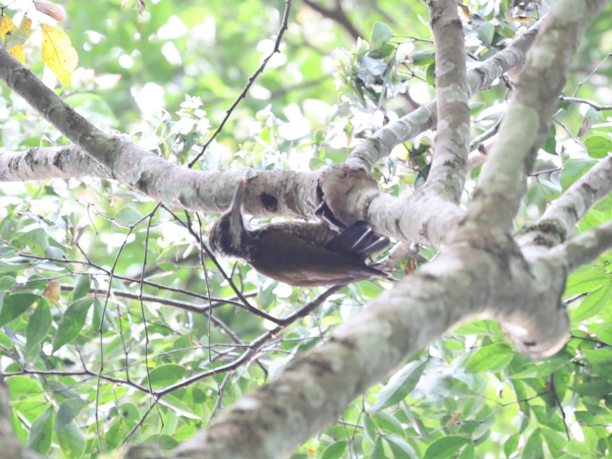 Yellow-crested Woodpecker (Chloropicus xantholophus), photo 4