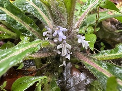 Ajuga taiwanensis