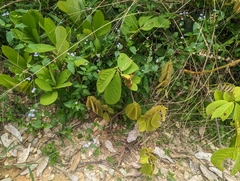 Millettia pachycarpa