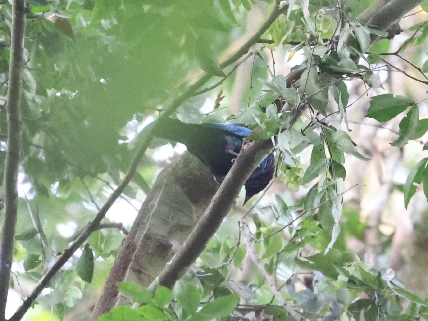 Purple-headed Starling (Hylopsar purpureiceps), photo 2