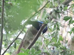 Hylopsar purpureiceps