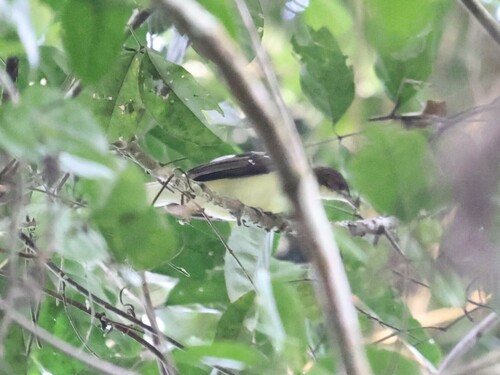 Spotted Greenbul (Ixonotus guttatus), photo 7