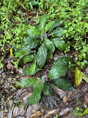 Ajuga taiwanensis