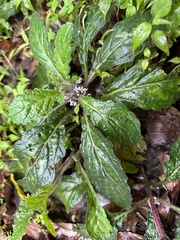 Ajuga taiwanensis