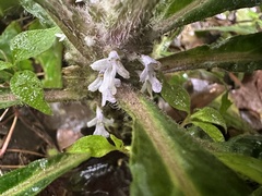 Ajuga taiwanensis