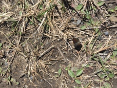Lycaena
