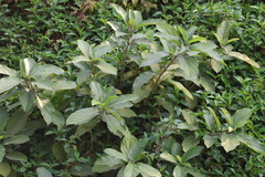 Ficus hispida