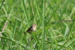 Prinia inornata