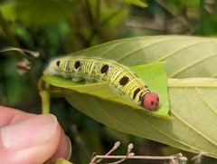 Hasora badra