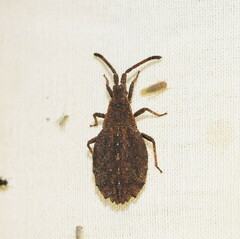 Agriopocoris