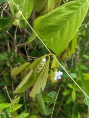 Hasora badra