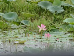 Nelumbo nucifera