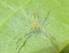 Bijoaraneus praesignis