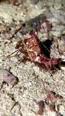 Decapoda
