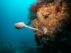 Pyura spinifera