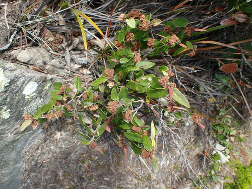 Image of Lasiopetalum macrophyllum by no rights reserved