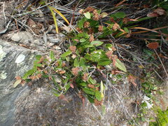 Lasiopetalum macrophyllum