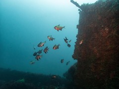 Pempheris multiradiata