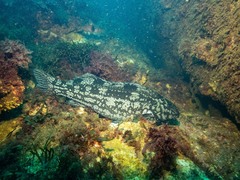 Aplodactylus arctidens