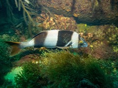 Pseudogoniistius nigripes