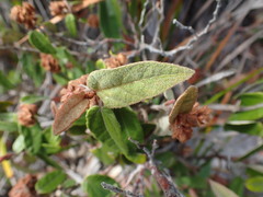 Lasiopetalum macrophyllum
