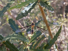 Nephrotoma australasiae