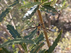 Nephrotoma australasiae