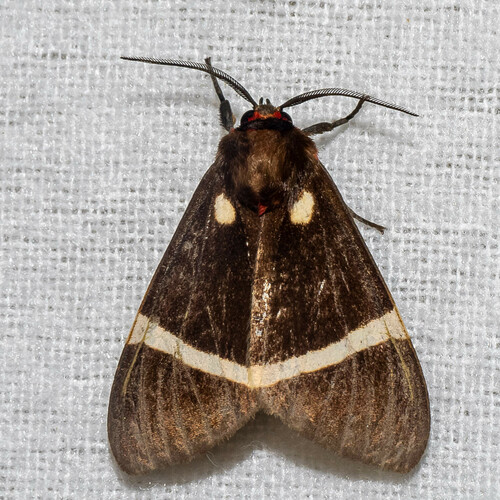Fodinoidea vectigera