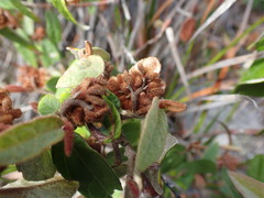 Lasiopetalum macrophyllum