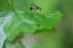 Ropalidia sumatrae