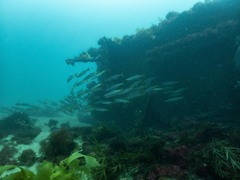 Dinolestes lewini