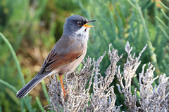 Curruca conspicillata