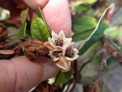 Lasiopetalum macrophyllum