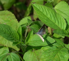 Catochrysops panormus