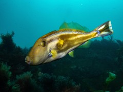 Meuschenia freycineti