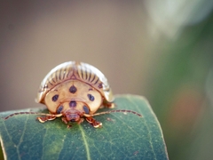 Paropsisterna intacta