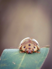 Paropsisterna intacta