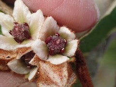 Lasiopetalum macrophyllum