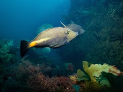 Meuschenia flavolineata