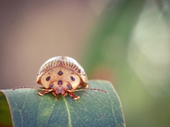 Paropsisterna intacta